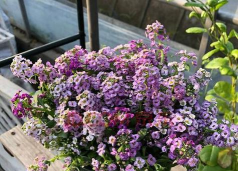 小众送妈妈的花有哪些花