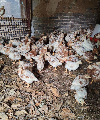 小众送妈妈的花有哪些花