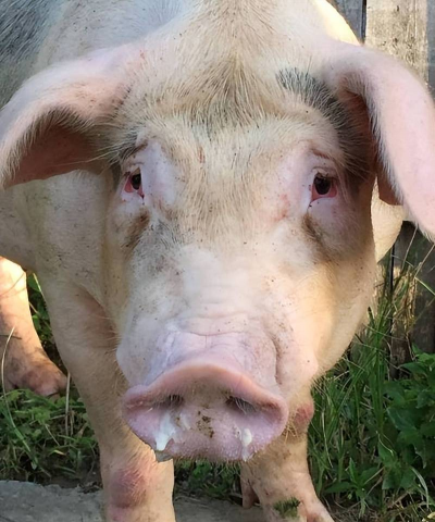 小众送妈妈的花有哪些花