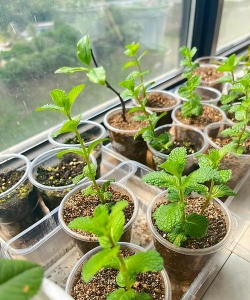 小众送妈妈的花有哪些花