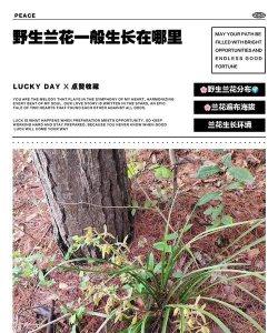 小众送妈妈的花有哪些花