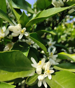 小众送妈妈的花有哪些花