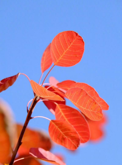 小众送妈妈的花有哪些花