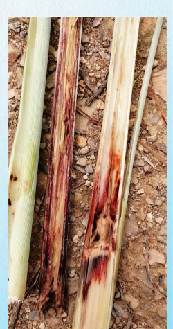 小众送妈妈的花有哪些花