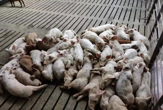 小众送妈妈的花有哪些花