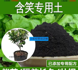 小众送妈妈的花有哪些花