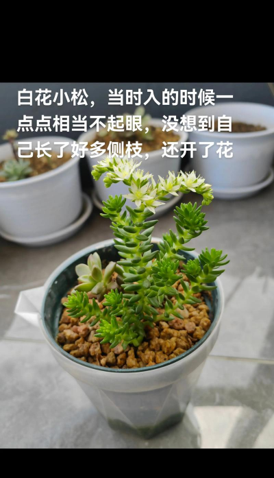 小众送妈妈的花有哪些花