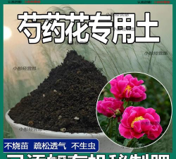 小众送妈妈的花有哪些花