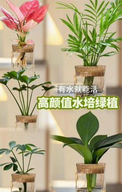 小众送妈妈的花有哪些花