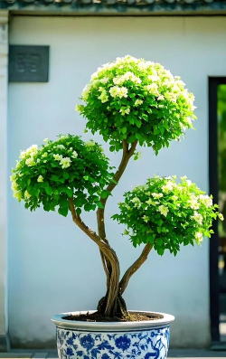 什么花秋天适合修剪