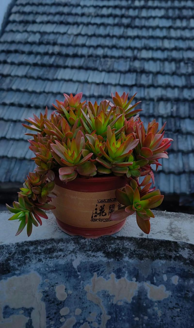 小众送妈妈的花有哪些花