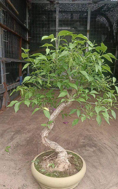 小众送妈妈的花有哪些花