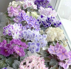 小众送妈妈的花有哪些花