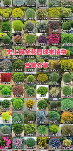 小众送妈妈的花有哪些花