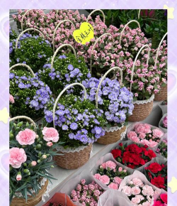 西安花卉市场都有哪些