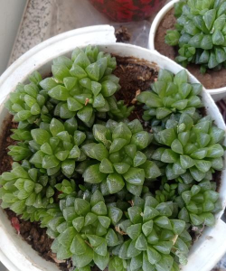 小众送妈妈的花有哪些花