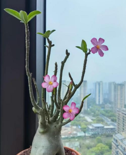 小众送妈妈的花有哪些花