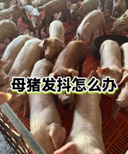母猪身体发抖怎么治疗