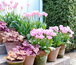 小众送妈妈的花有哪些花