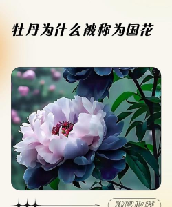 小众送妈妈的花有哪些花