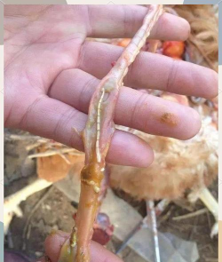 小众送妈妈的花有哪些花