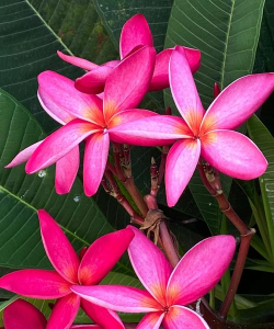 小众送妈妈的花有哪些花