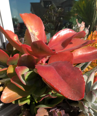 小众送妈妈的花有哪些花