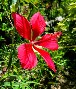 小众送妈妈的花有哪些花