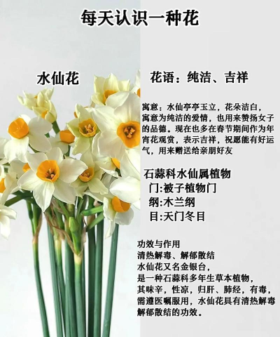 小众送妈妈的花有哪些花