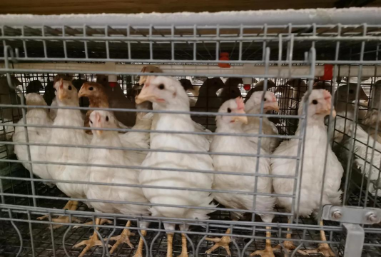 小众送妈妈的花有哪些花