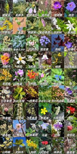 小众送妈妈的花有哪些花