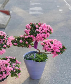 小众送妈妈的花有哪些花