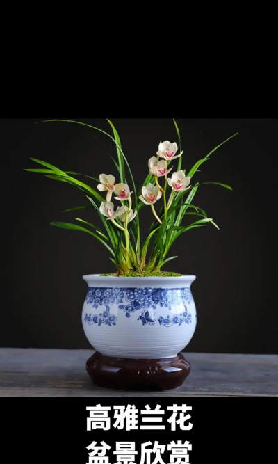 小众送妈妈的花有哪些花