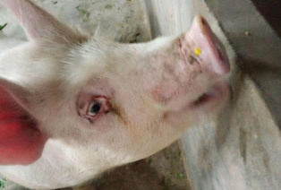 小众送妈妈的花有哪些花