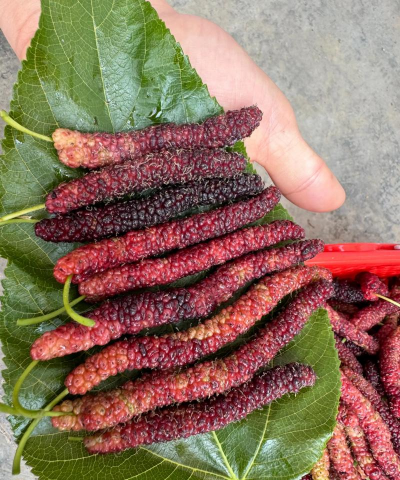 小众送妈妈的花有哪些花