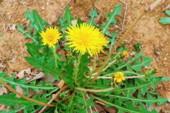 小众送妈妈的花有哪些花