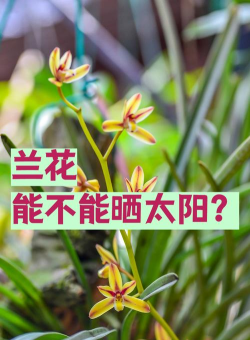 小众送妈妈的花有哪些花