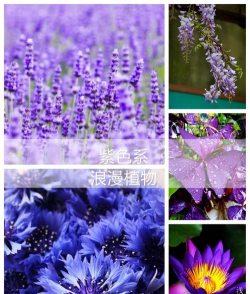 小众送妈妈的花有哪些花