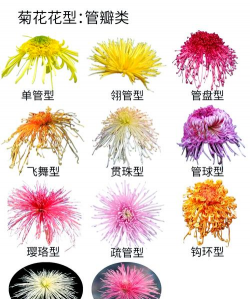 管瓣类菊花有哪些