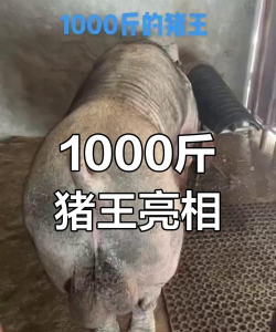 猪一千斤料用多少盐呢