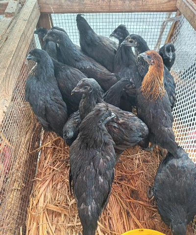 小众送妈妈的花有哪些花