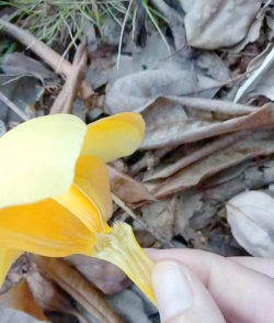 黄蝉和软枝黄婵的区别