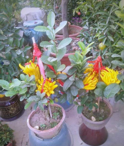 小众送妈妈的花有哪些花