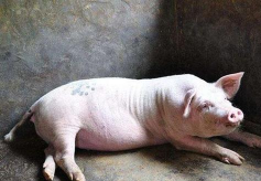 猪耳朵冰冷怎么治疗