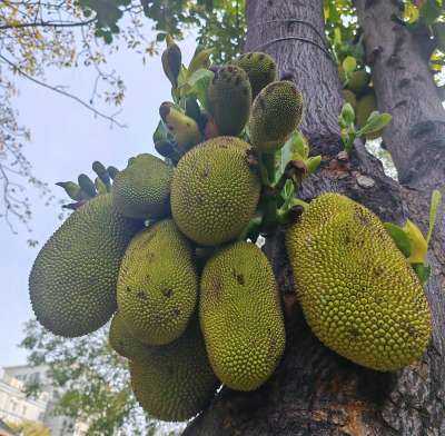 小众送妈妈的花有哪些花