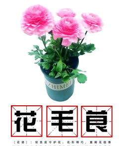 小众送妈妈的花有哪些花