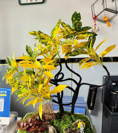 小众送妈妈的花有哪些花