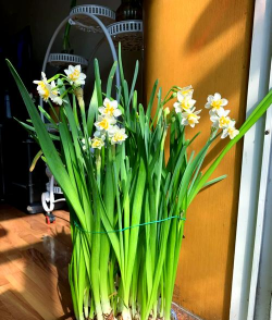 小众送妈妈的花有哪些花