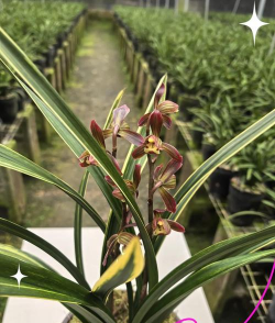 小众送妈妈的花有哪些花