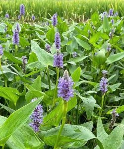 小众送妈妈的花有哪些花